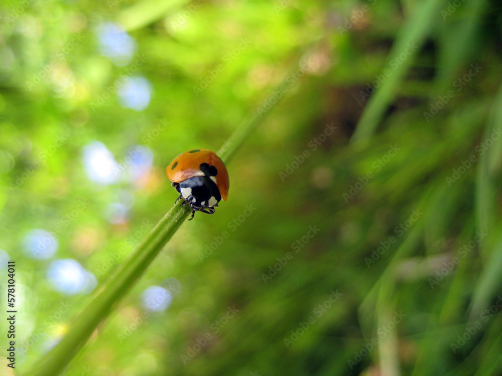 Ladybug on grass macro close up
Ladybug on grass macro close up