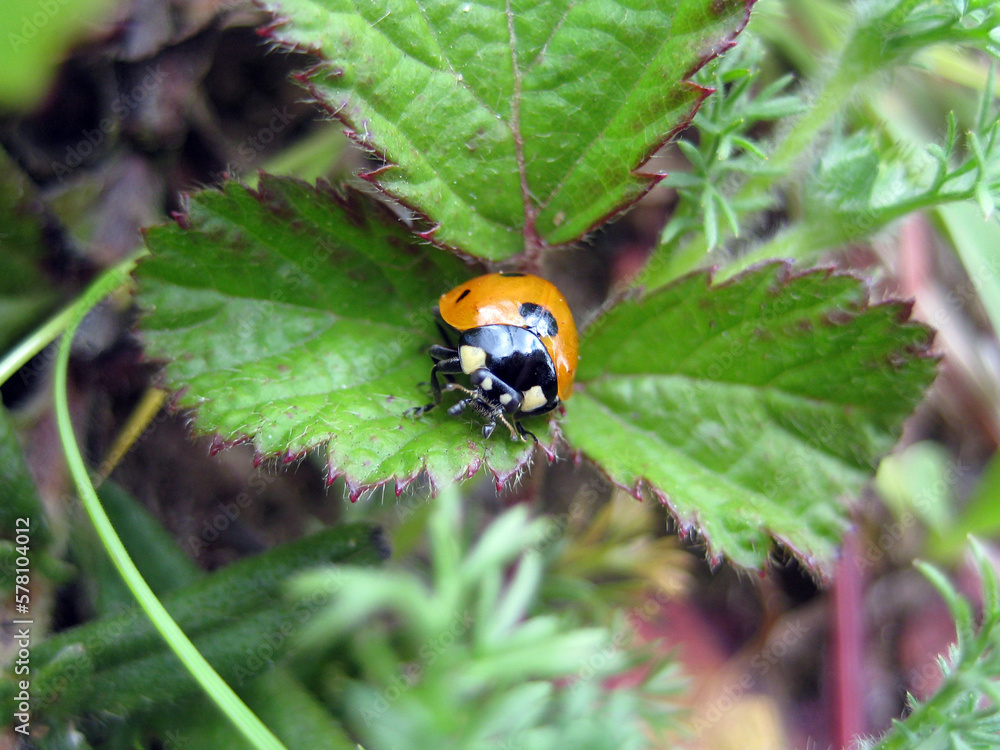 Ladybug on grass macro close up
