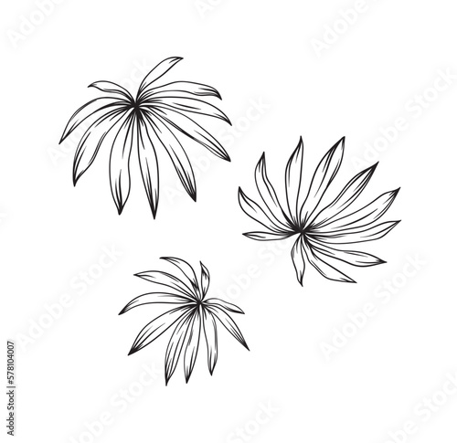 Hand drawn black and white tropical palm leaves. Vector illustration set. Foliage design. Botanical element isolated on a white background.