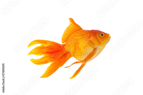 Asian goldfish isolated on transparent background, png file photo