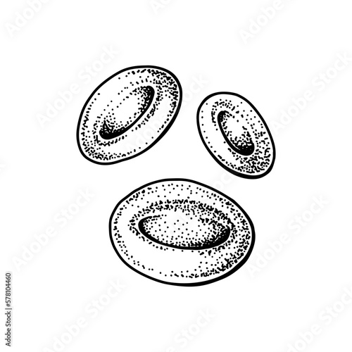 Erythrocyte red blood cells isolated on white background. Hand drawn scientific microbiology vector illustration in sketch style