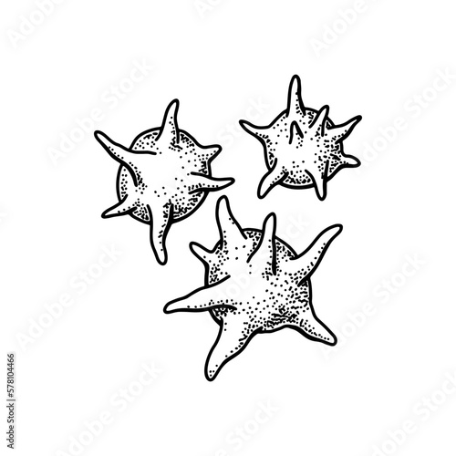 Platelet blood cells isolated on white background. Hand drawn scientific microbiology vector illustration in sketch style
