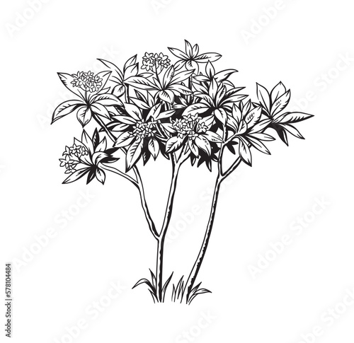 Plumeria (frangipani) tree. Hand drawn black and white tropical plant. Vector illustration. Foliage design. Botanical element isolated on a white background.