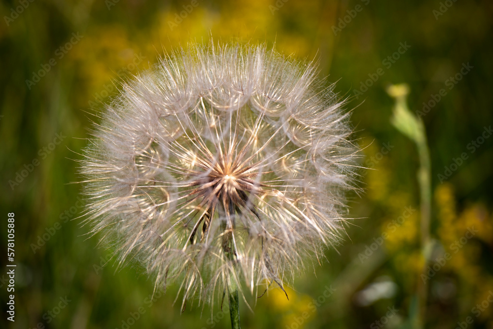 Fototapeta premium Dandelion Macro Stock Photo.