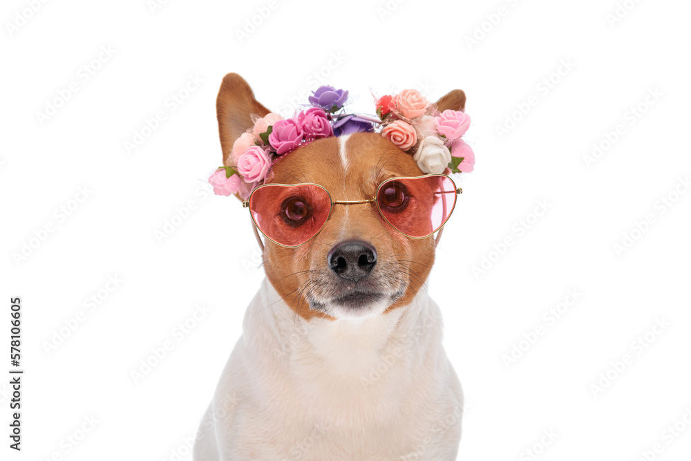 beautiful jack russel terrier dog wearing flowers headband and sunglasses