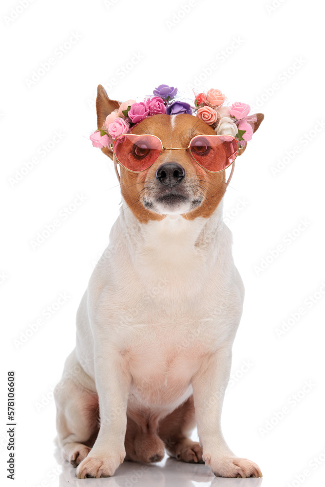 cute jack russell terrier dog with sunglasses and headband looking up