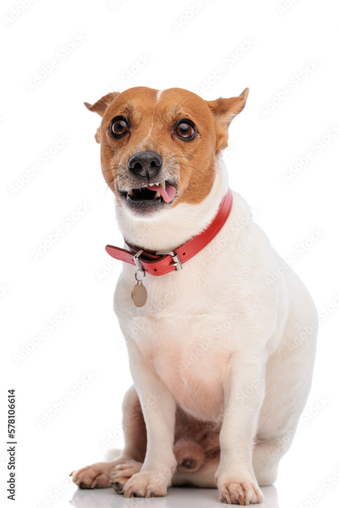 funny jack russell terrier dog growling and making funny faces