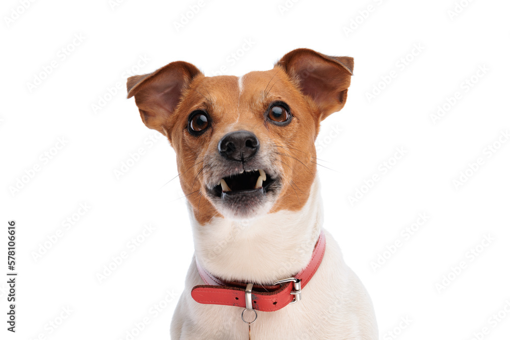 angry jack russell terrier with collar looking up and growling angry jack russell terrier with collar looking up and growling
