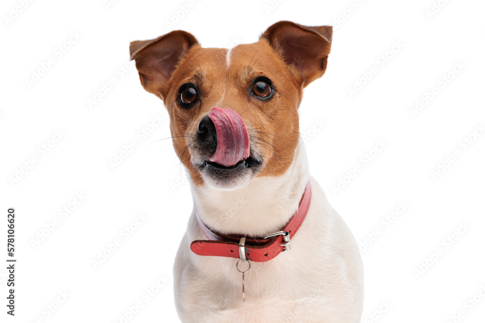 lovely jack russell terrier puppy looking up and licking nose