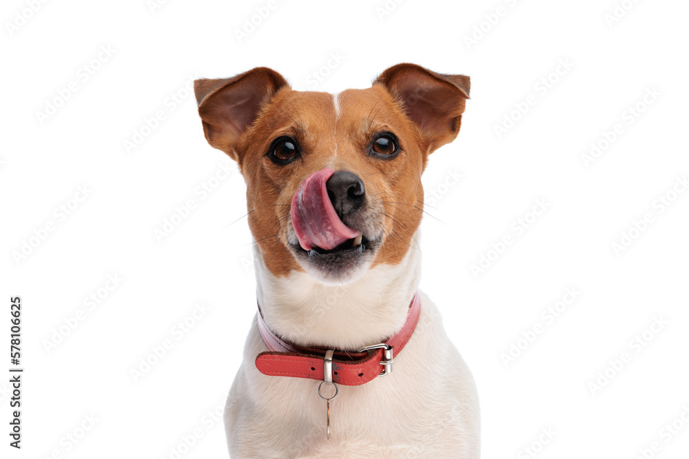 sweet little jack russell terrier dog sticking out tongue and licking nose - obrazy, fototapety, plakaty 