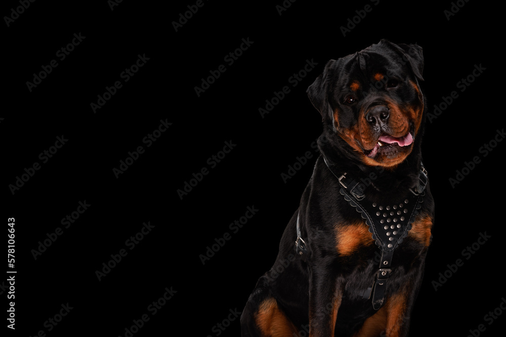Fototapeta premium sweet rottweiler dog with leather collar sticking out tongue and panting