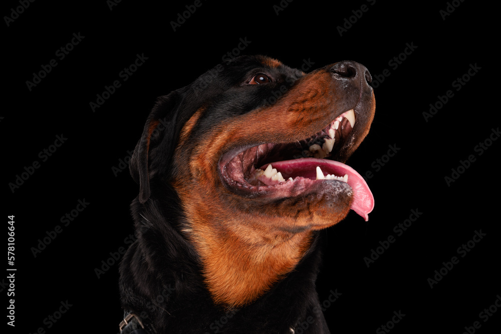 excited rottweiler dog sticking out tongue, panting and begging for food excited rottweiler dog sticking out tongue, panting and begging for food