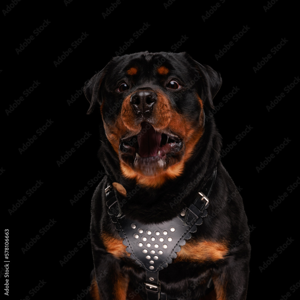 enthusiastic rottweiler dog in great need of food waiting and craving