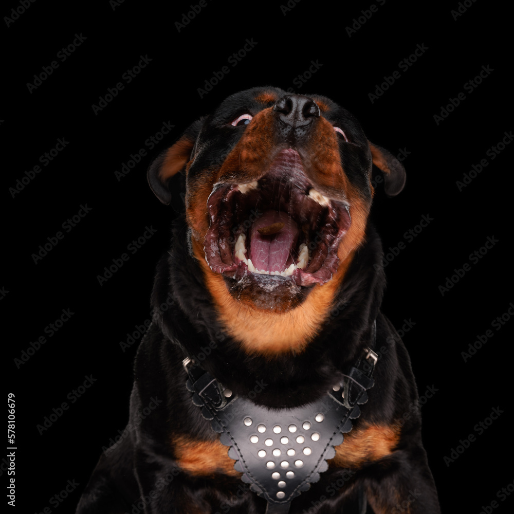 enthusiastic cute rottweiler being hungry and urgently requiring food