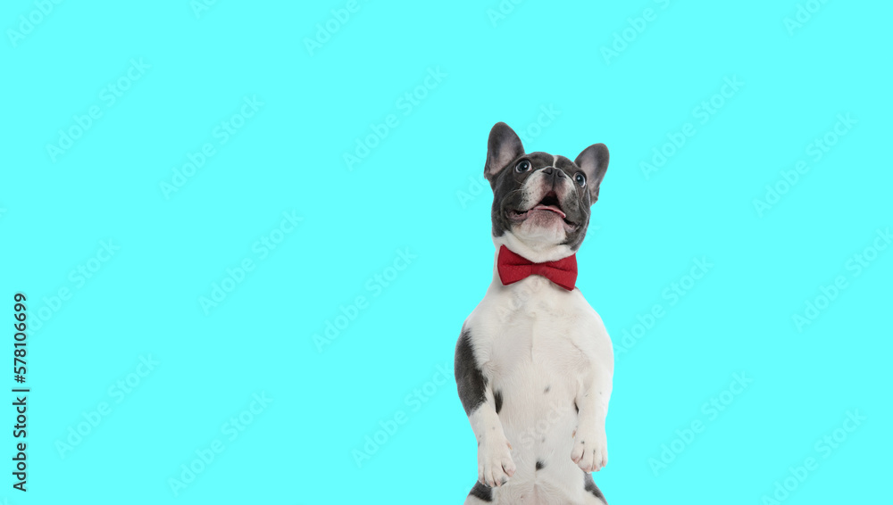 french bulldog dog standing on hind legs and panting