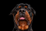 close up picture of cute rottweiler dog sticking out tongue and looking up