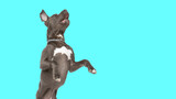 amstaff dog standing on hind legs and barking
