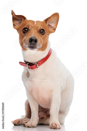 beautiful jack russell terrier dog wearing red collar and looking forward