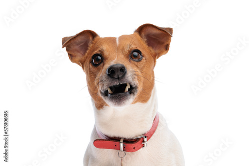angry jack russell terrier with collar looking up and growling