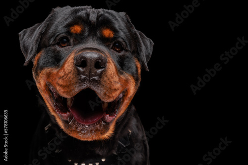 happy rottweiler dog looking forward, panting and being excited
