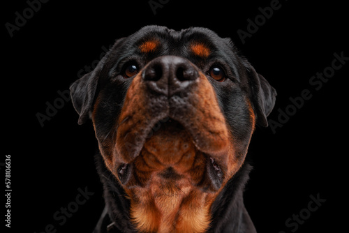 beautiful rottweiler puppy with big eyes looking up and waiting for food © Viorel Sima