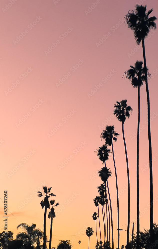 Naklejka premium Silhouette Palms