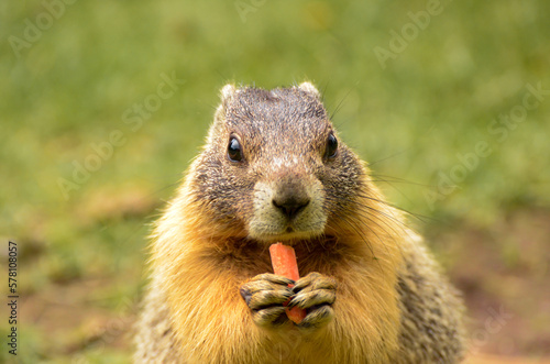 Yellow-bellied marmot eating a carrot © Gelu Popa