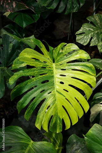 Tropical green Monstera deliciosa Liebm, nature background, Mexican breadfruit or Swiss cheese plant, Decorative leaf plant in a garden,
