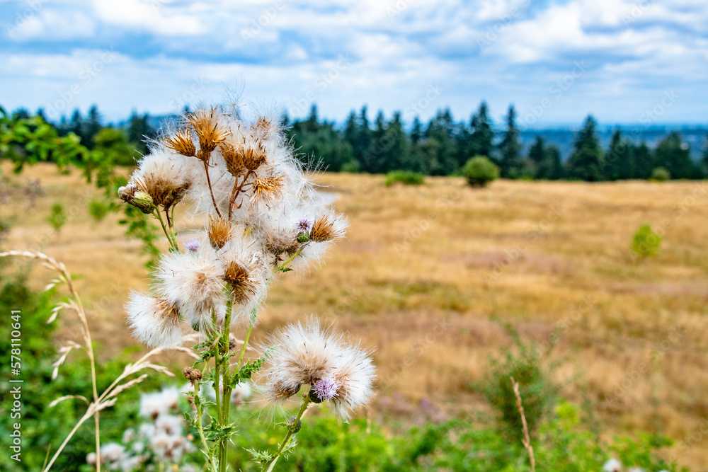 Wildflowers and Meadows at Powell Butte Park in East Portland, OR