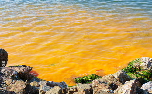 Orange planktons on blue sea. photo