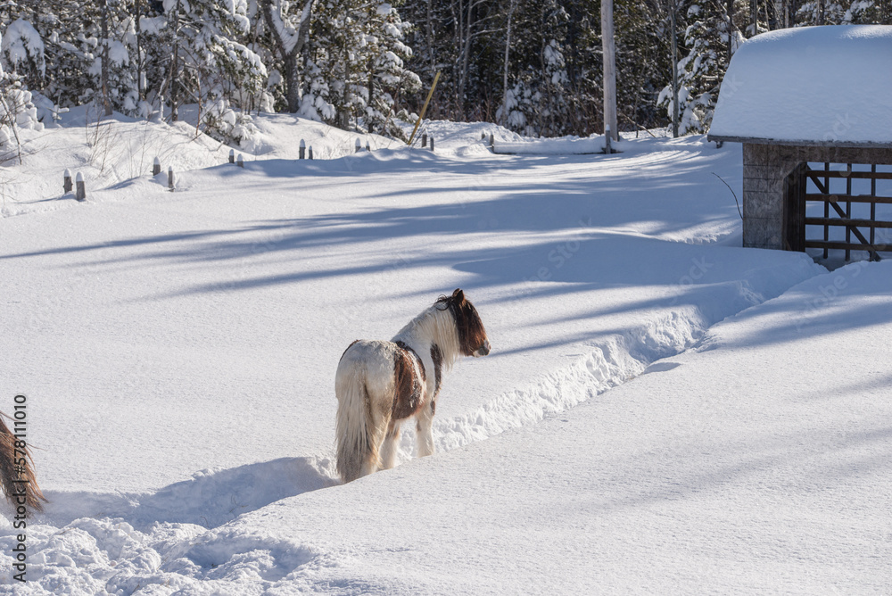 Naklejka premium Young Gypsy Vanner horse outside in winter snow