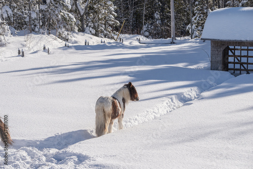 Young Gypsy Vanner horse outside in winter snow © Beatrice