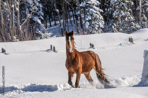 Fotografia Young Gypsy Vanner horse outside in winter snow