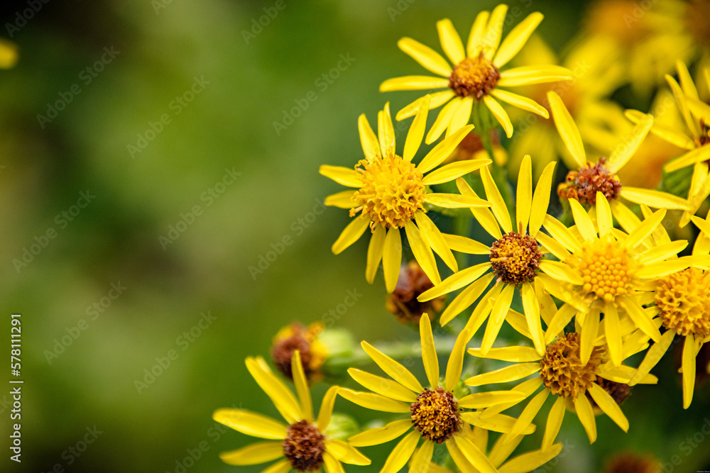 Wild Tansy Ragwort in Oregon Country Garden Wild Tansy Ragwort in Oregon Country Garden