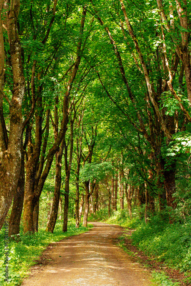 Obraz premium path in the forest