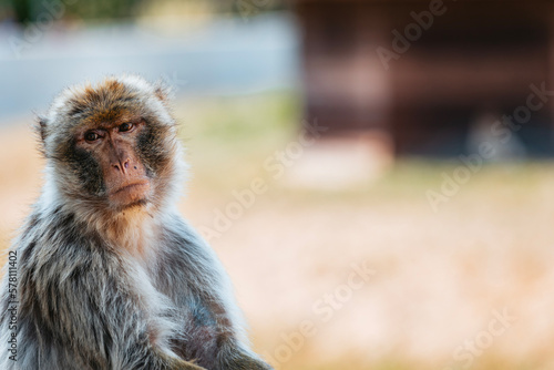 a long macaque