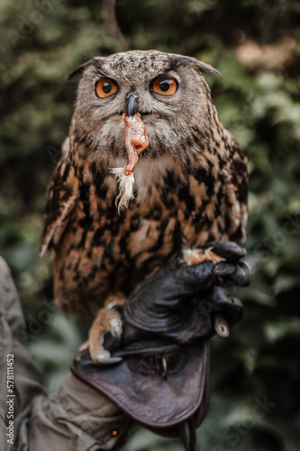 great horned owl
