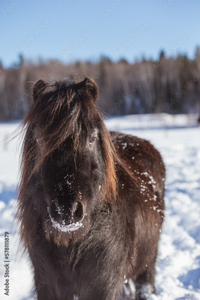 Little black pony outside in winter Little black pony outside in winter
