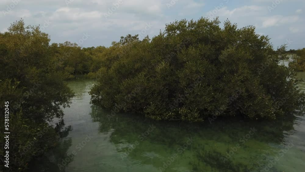 Al Jubail Mangrove park in Abu Dhabi, United Arab Emirates (UAE) - beautiful cinematic nature 