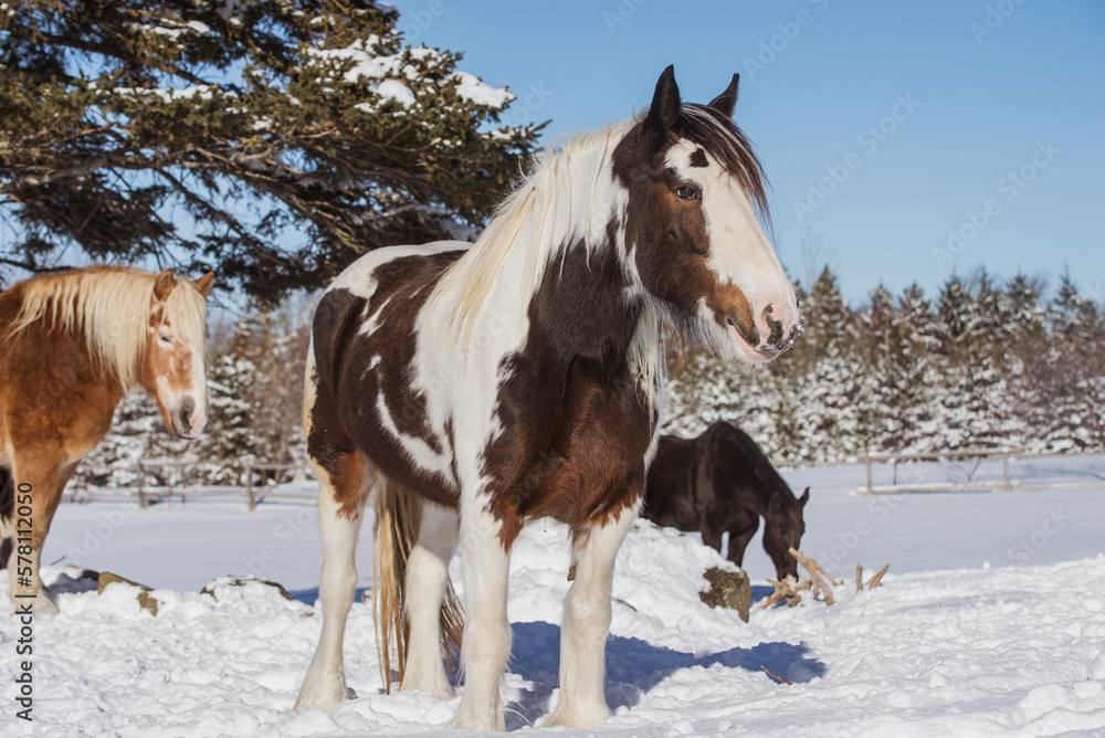 Drum horse, gypsy horse outside in winter Drum horse, gypsy horse outside in winter