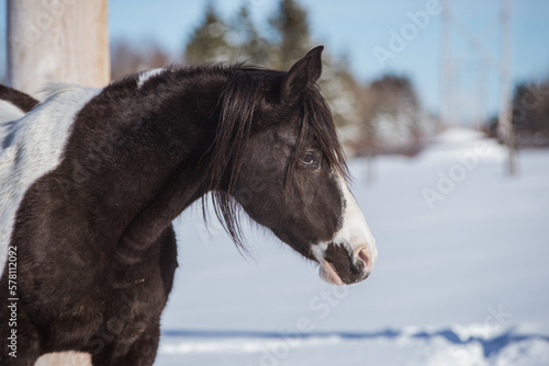 Black and white arabian horse close up outside in winter
