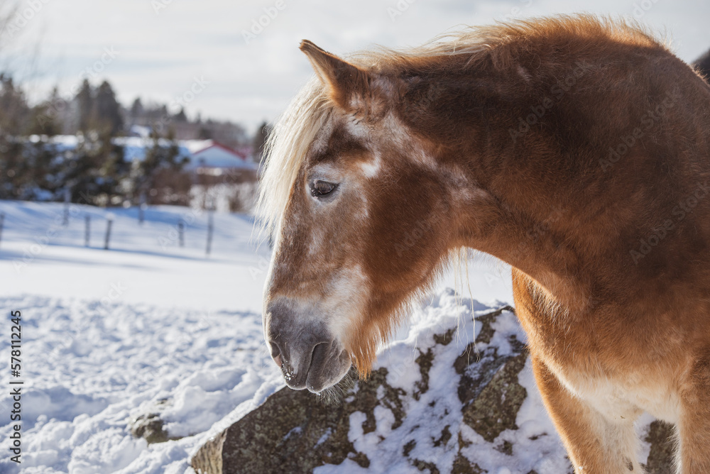 custom made wallpaper toronto digitalVery old belgium draft horse outside in winter