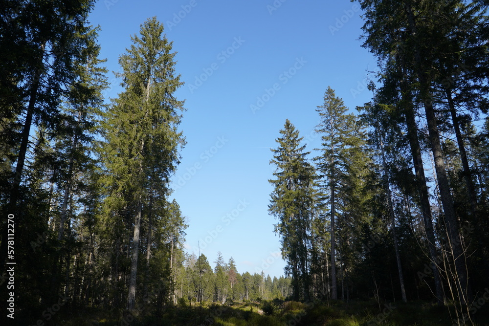 Forest of the Étang de la Gruère Forest of the Étang de la Gruère