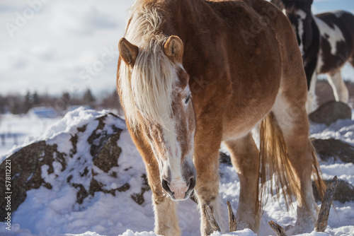 Very old belgium draft horse outside in winter