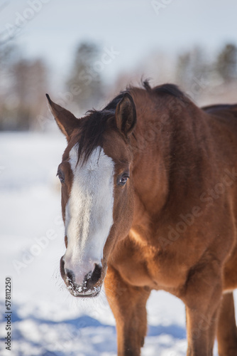 Beautiful full face horse outside in winter © Beatrice