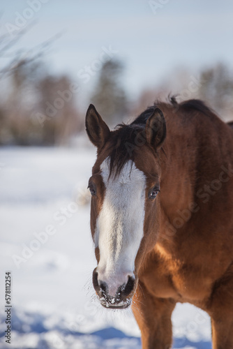 Beautiful full face quarter horse outside in winter