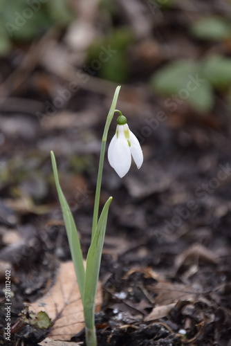 spring snowdrop flower