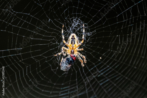 Orbweaver Spider in Web With Prey Eating Wrapping Fly - Oregon © Brandon Olafsson