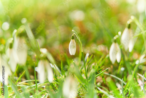 Snowdrop flowers in the spring. First spring flowers. white flowers. spring is coming.