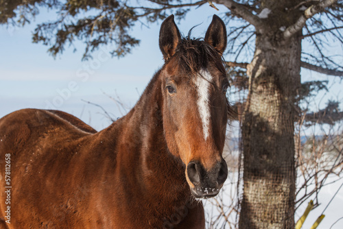 Fotografía Bai horse outside in winter